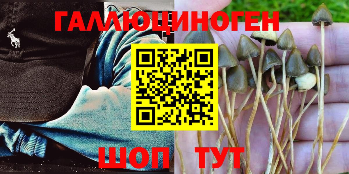 Прохладный  Псилоцибиновые грибы Cubensis  Вход с VPN 